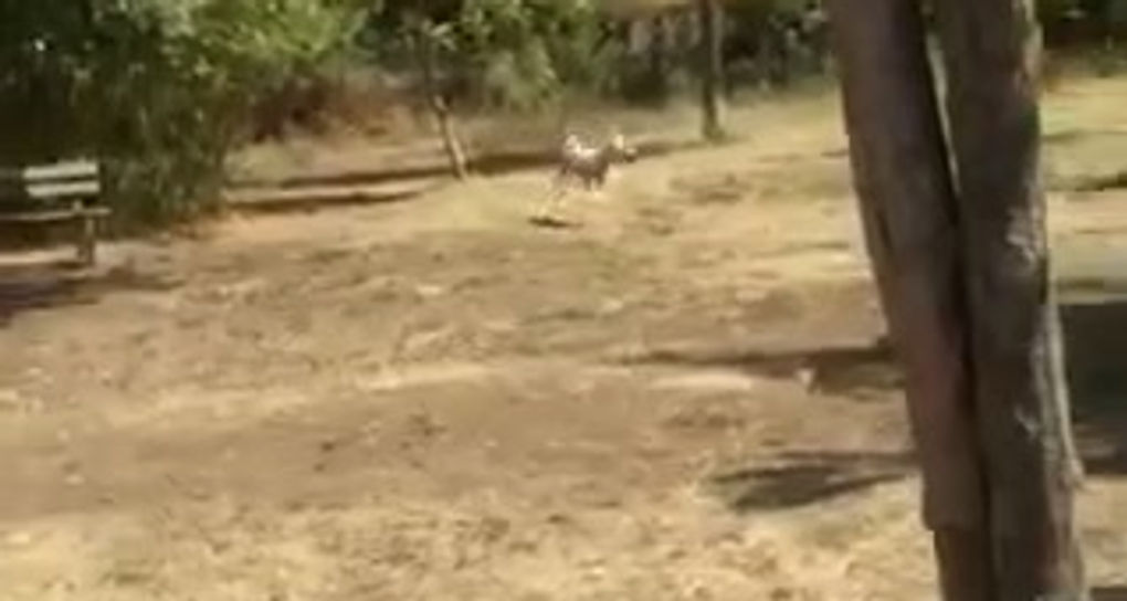 Parco delle Valli dog park
